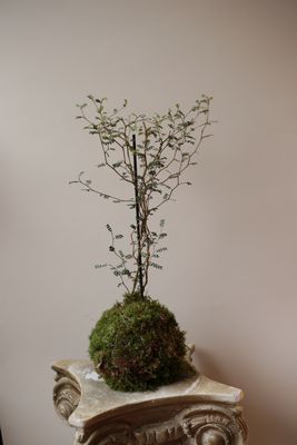 Warsztaty z kokedamy