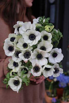 Bukiet białych anemonów