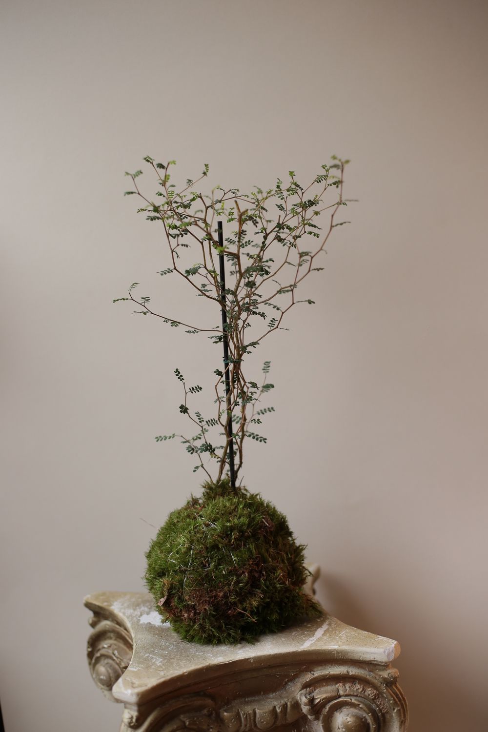 Warsztaty z kokedamy