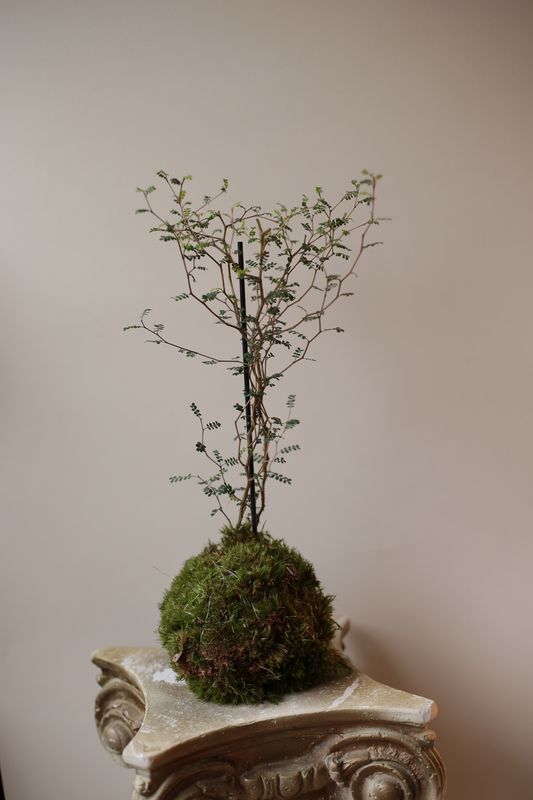 Warsztaty z kokedamy