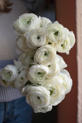 Bukiet białych jaskrów