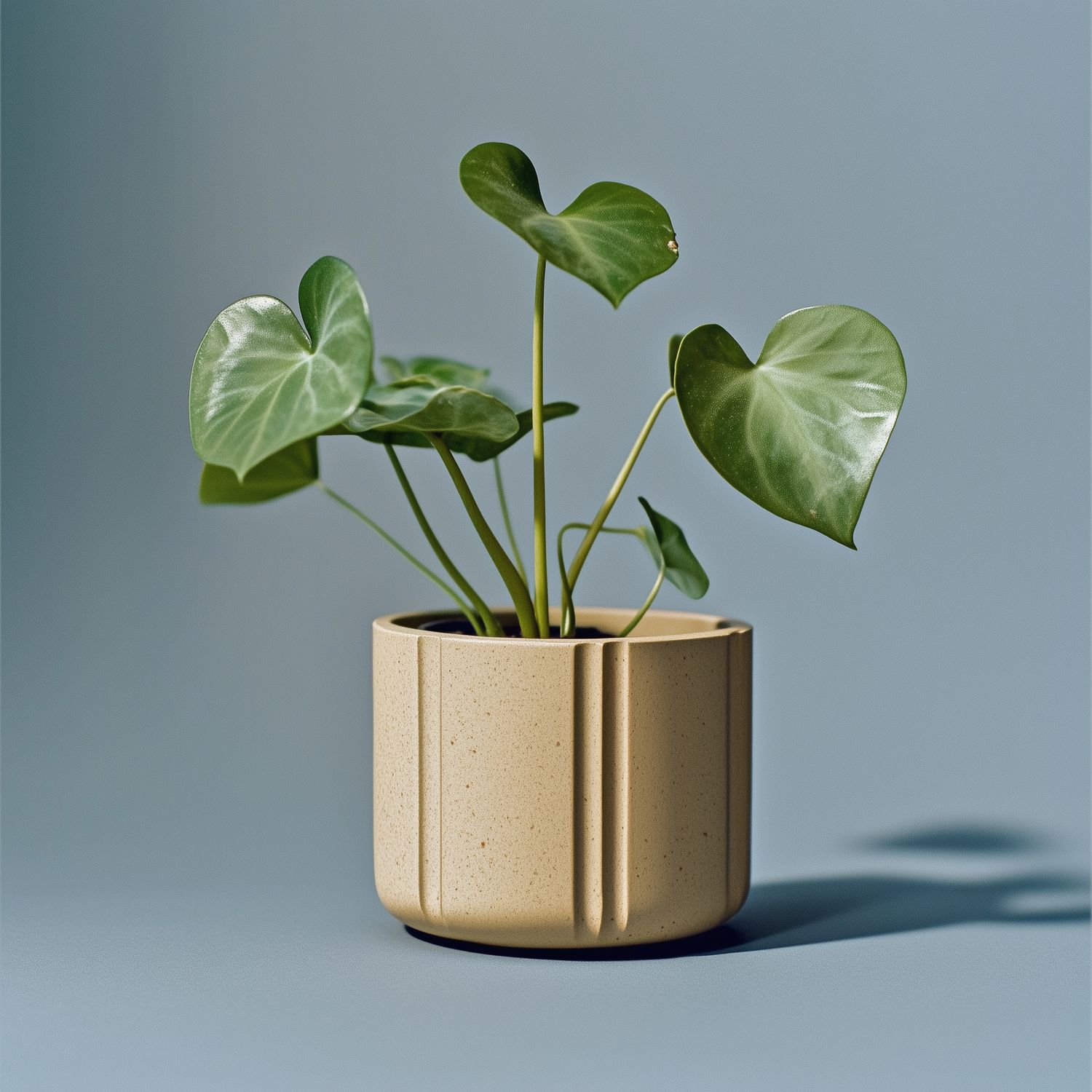 Heartleaf Philodendron in Modern Planter
