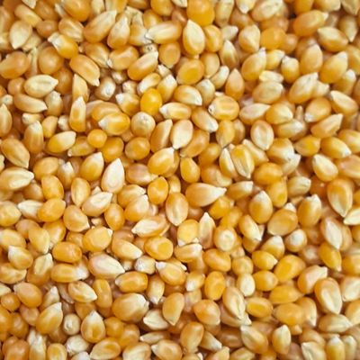 Popping Corn 1 kg SG