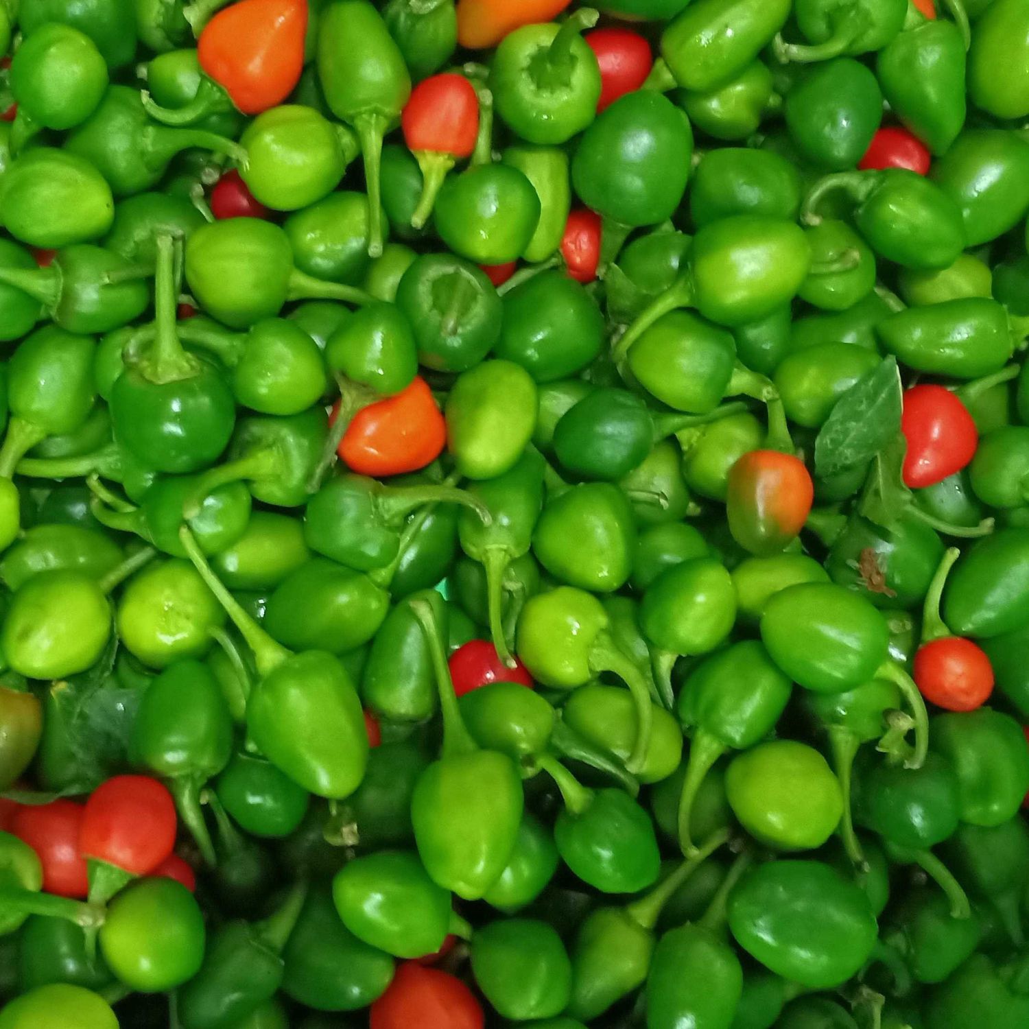 Dalle Jyanmara Khursani Akabare Round Chilli