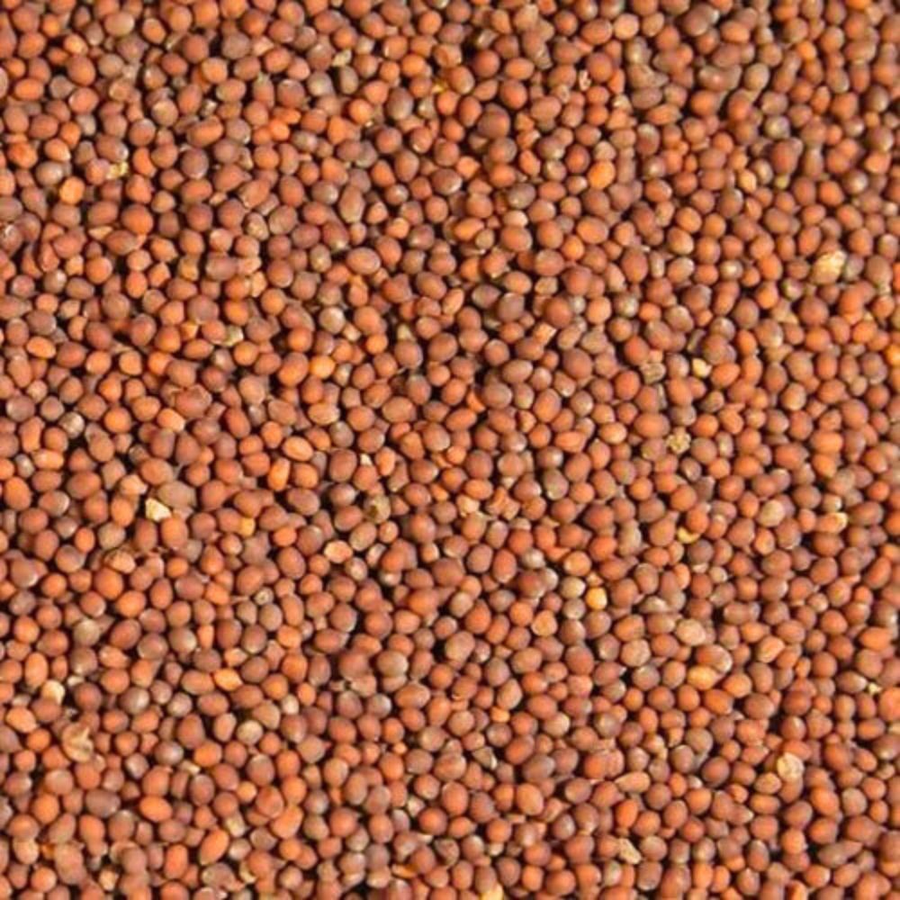 Mustard Seed Brown 200g / Pattu