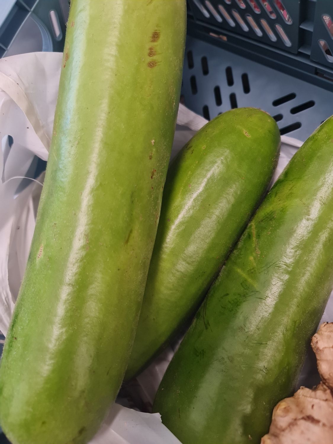 FRESH Bottle Gourd kg