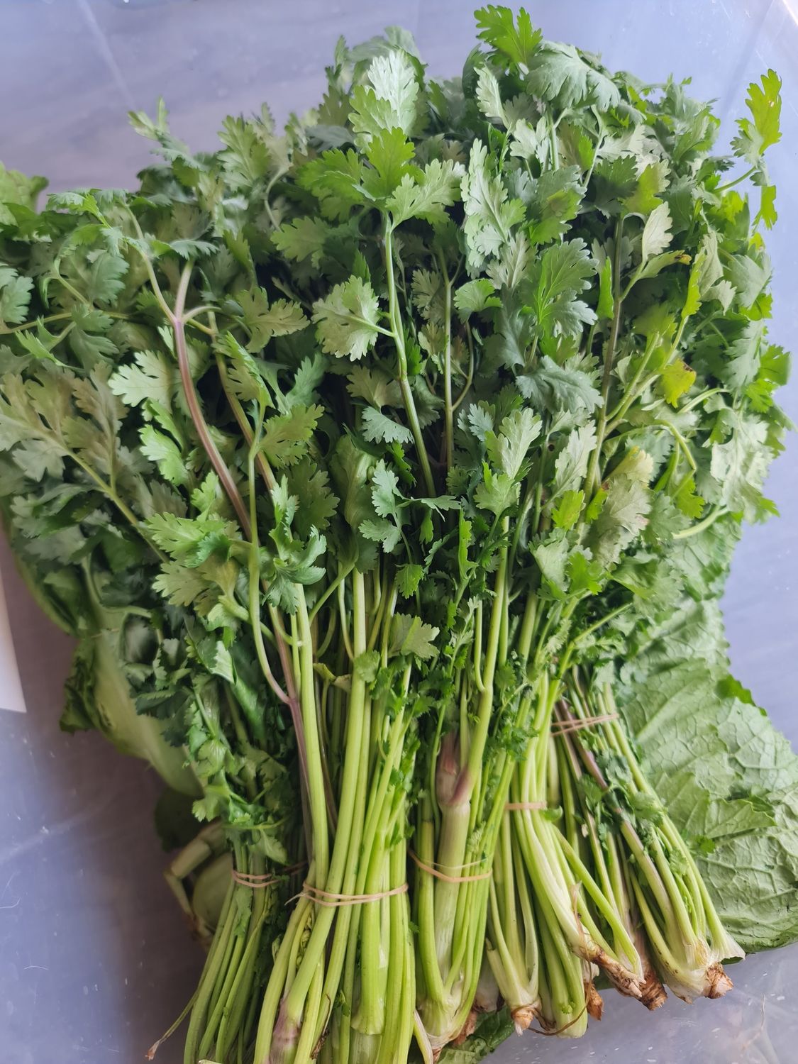 FRESH Coriander Big