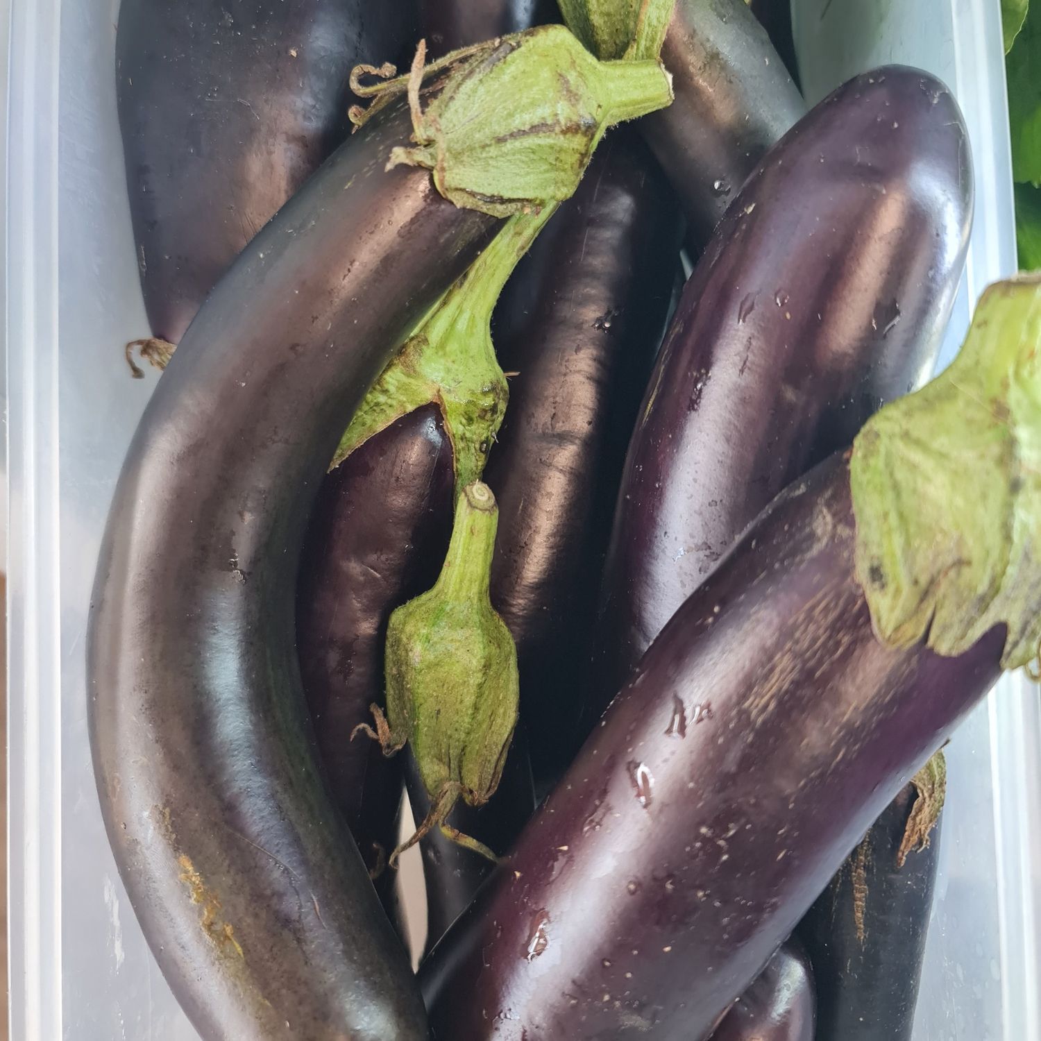 FRESH Eggplant /kg