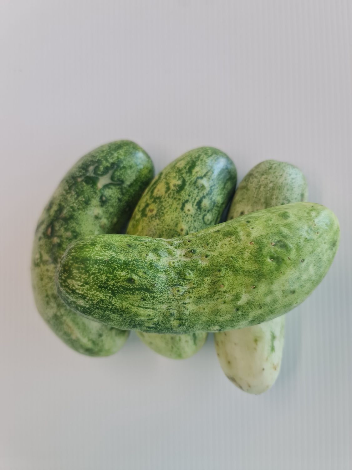FRESH Cucumber /kg