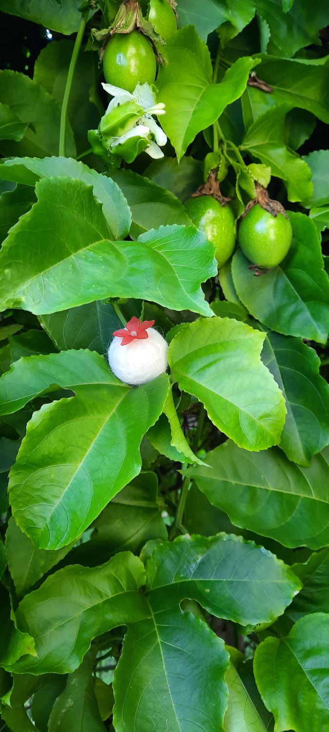 Passion Fruit