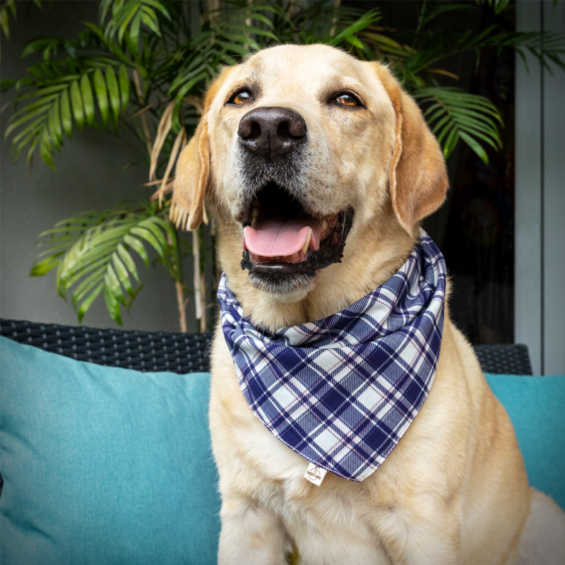 Dog bandana "CHECKMATE"