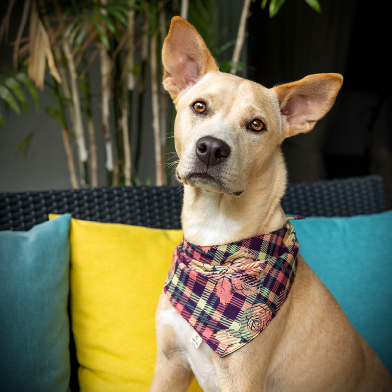 Dog bandana "COZY ROSIES"