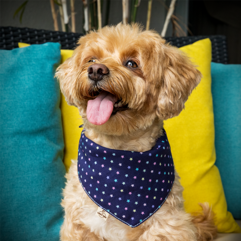 Dog bandana "PRETTY STARLIGHT NIGHT"