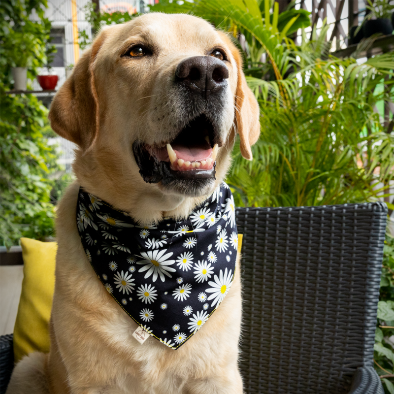 Dog bandana "OH HAPPY DAISY DAY"