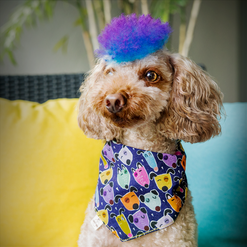 Dog bandana "BOOGIE-WOOGIE BOLD"