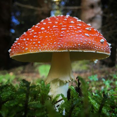 Mushrooms