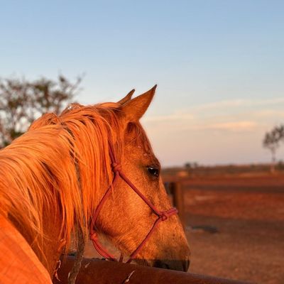 Stock &amp; Equine Feed