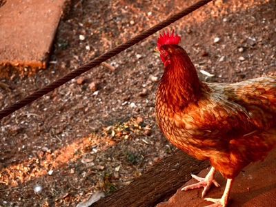 Poultry &amp; Bird Feed