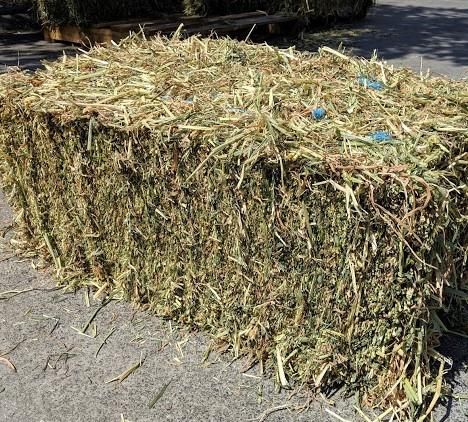 Lucerne Hay Small Bales