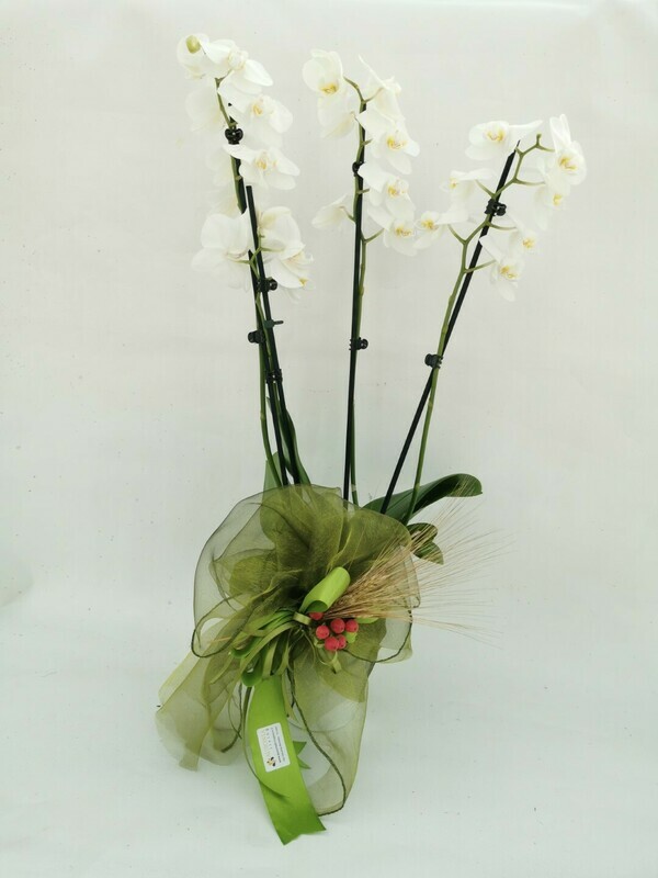 Orchidea Phalaenopsis