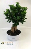 Bonsai  Ginseng Vaso Ciotola