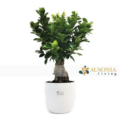 Bonsai  Ginseng