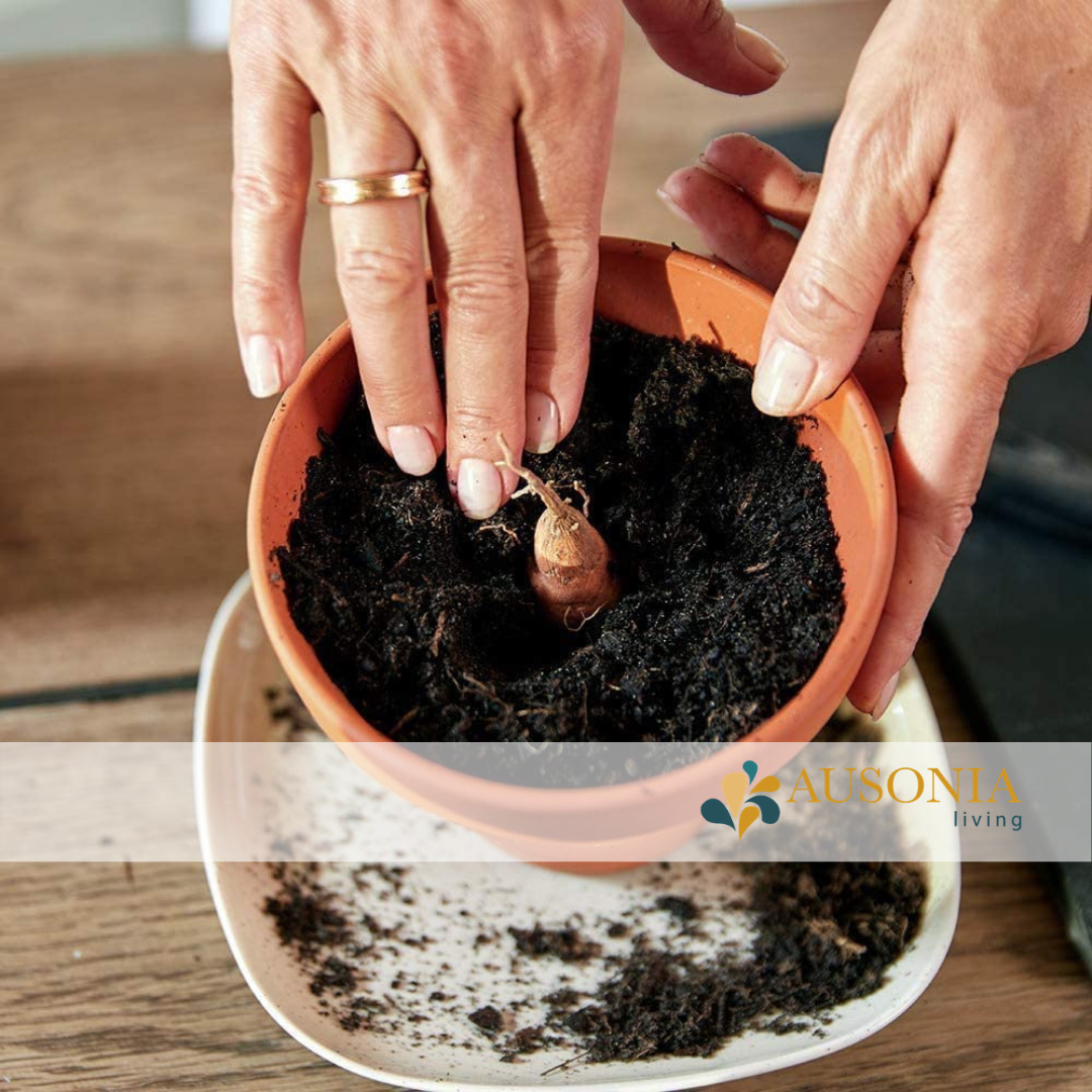 COMPO Naturasol Terriccio Universale 70L - Per Piante Verdi E Fiorite Con Attivatore Radicale - Foto 10