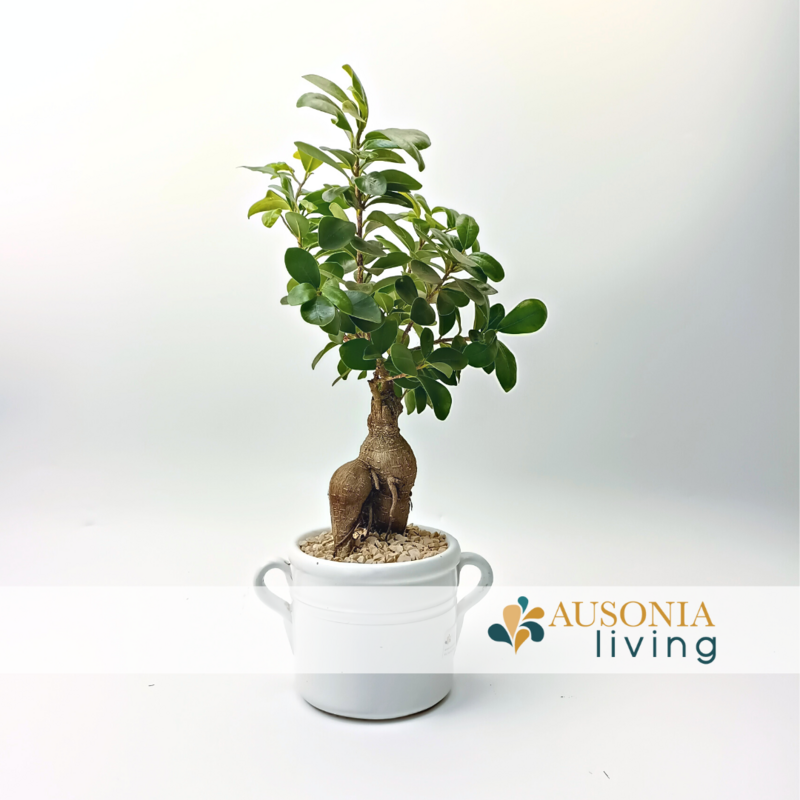 Bonsai Ginseng Vaso Ceramica con manici
