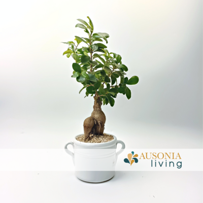 Bonsai Ginseng Vaso Ceramica con manici