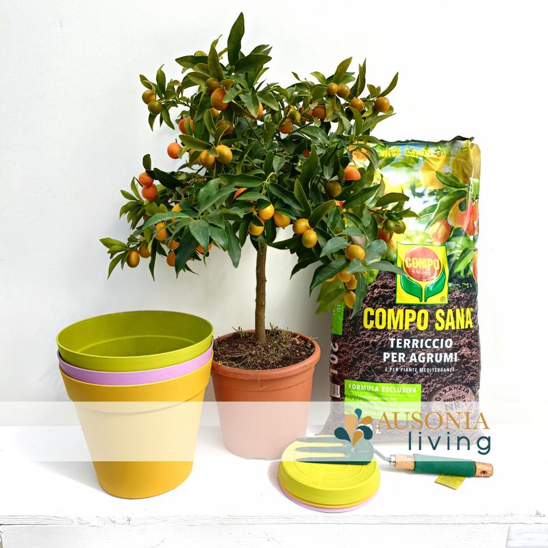 KIT Agrumi Rinvaso KIT Agrumi Rinvaso