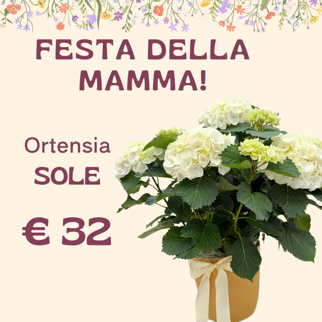 Ortensia SOLE