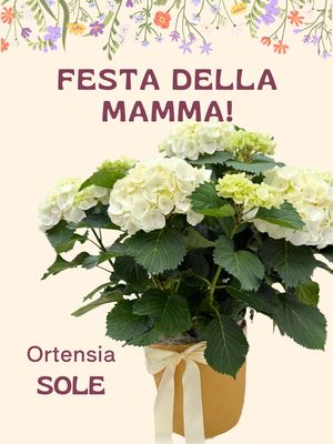 Ortensia SOLE