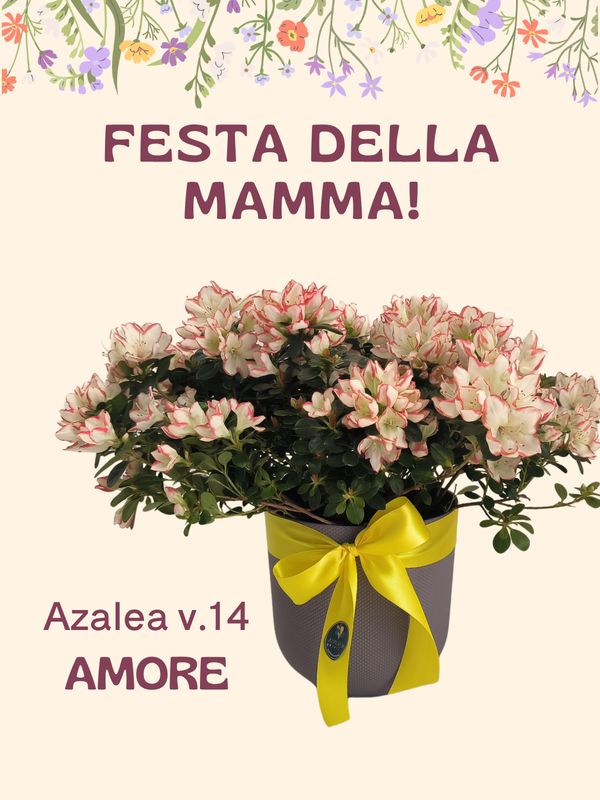 Azalea AMORE v.14