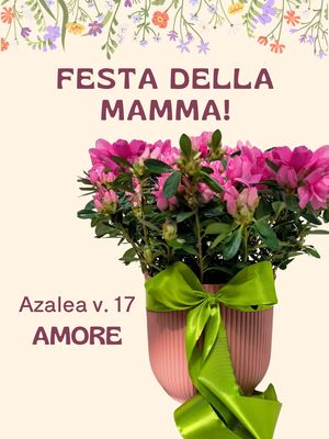 Azalea AMORE v.17
