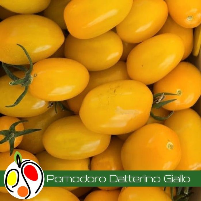Pomodoro Datterino Giallo     500 gr