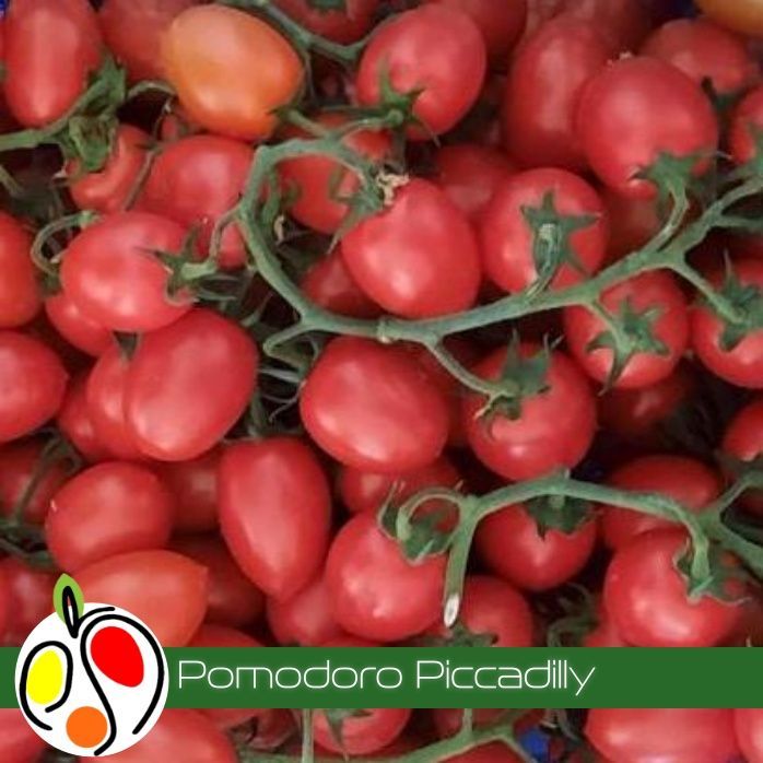Pomodoro Piccadilly 500 gr