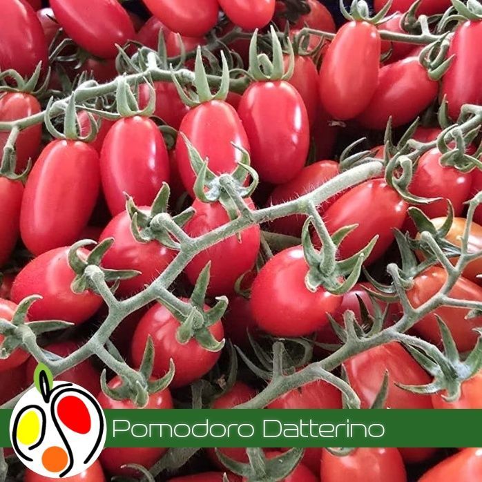 Pomodoro Datterino  500 gr