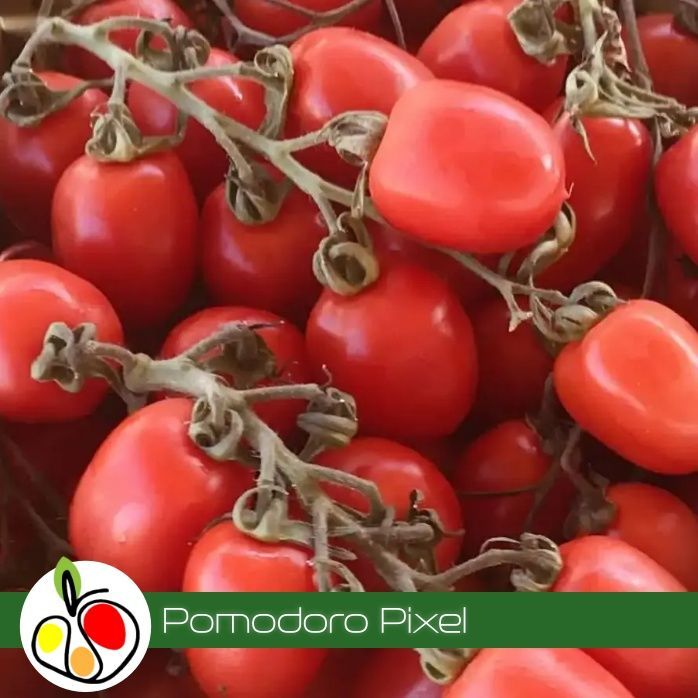 Pomodoro Pixel 500 gr