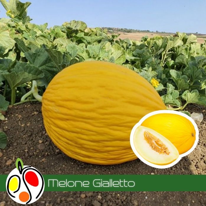 Melone Gialletto 1kg