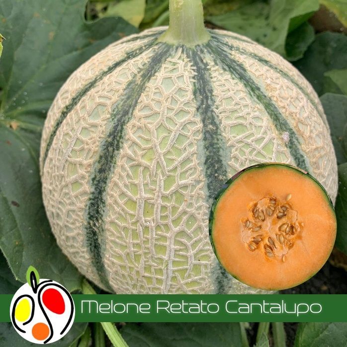 Melone Retato Cantalupo 1kg