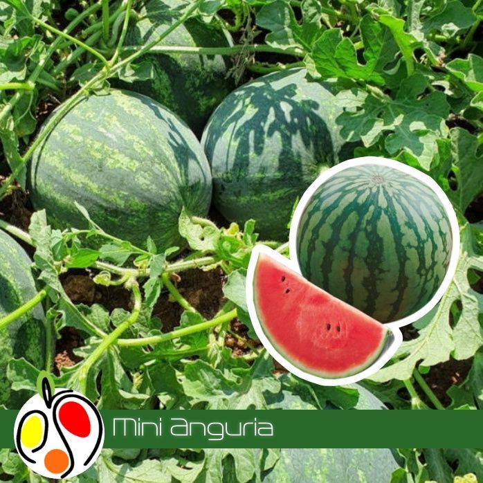 Mini Anguria 1kg