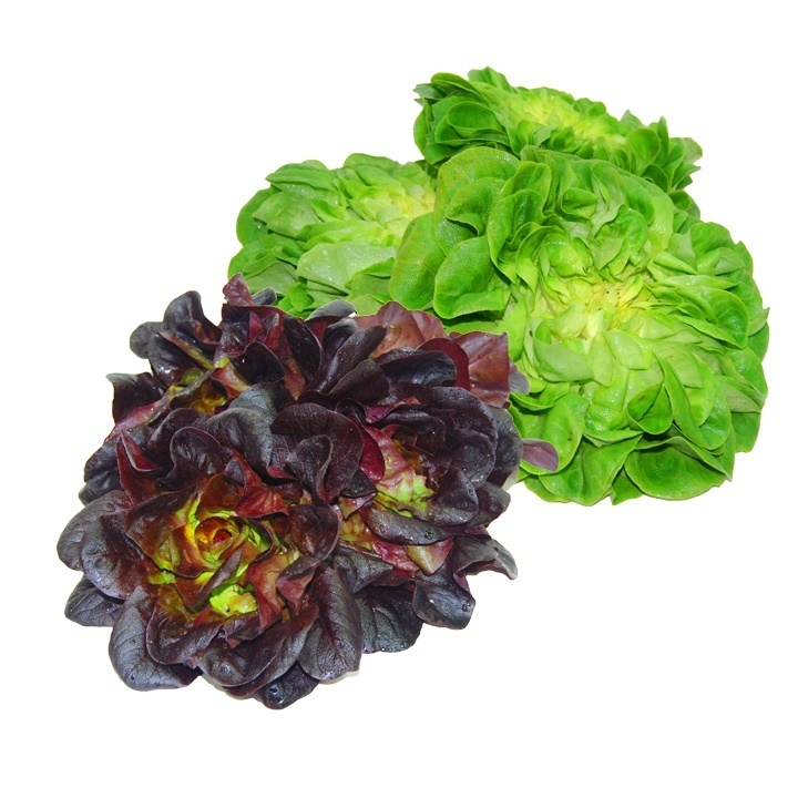 Lechuga - Lettuce - Alface - Salade (h) (1 Cabeza)