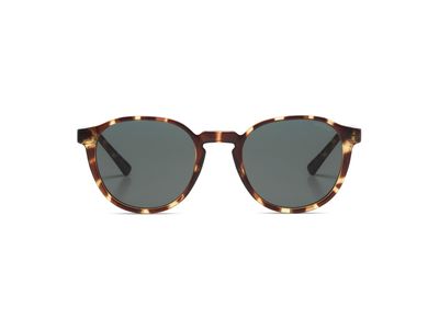 Liam Sunnie | Tortoise