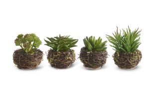 Small Succulent in Twig Pot