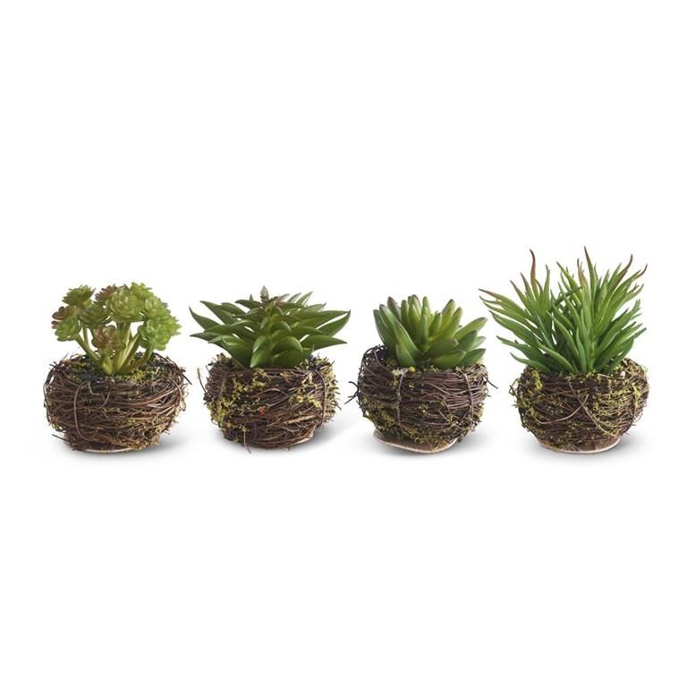 Small Succulent in Twig Pot