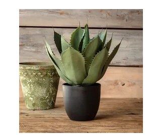 Potted Artichoke Agave Plant