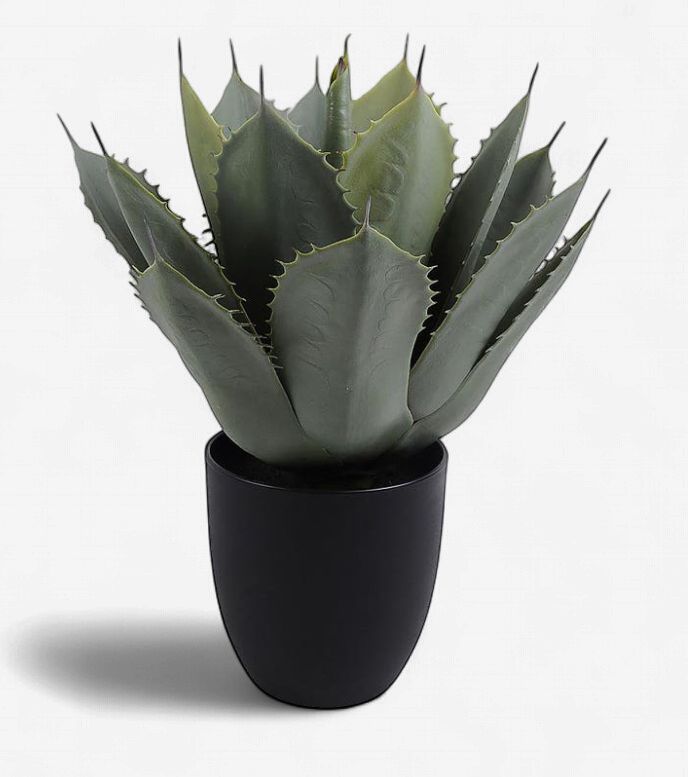 Potted Artichoke Agave Plant