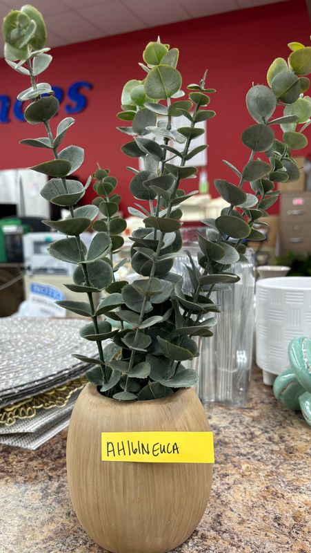 6" EUCA PLANT