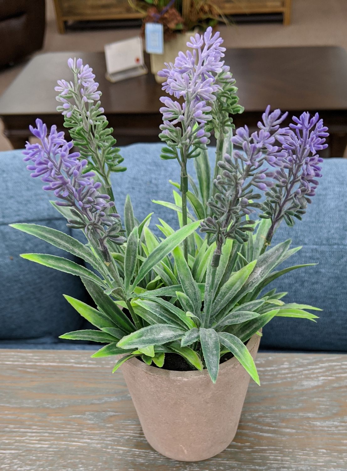 PURPLE PLANT