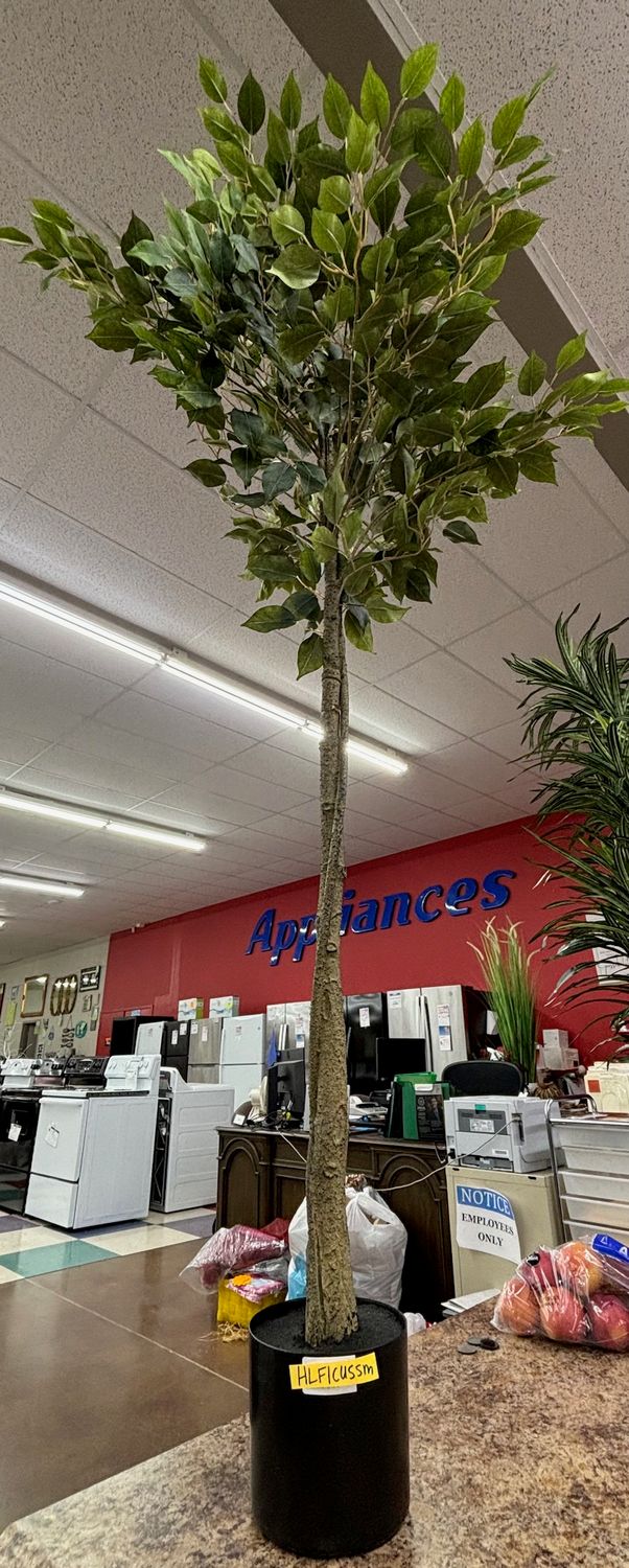 SMALL FICUS TREE